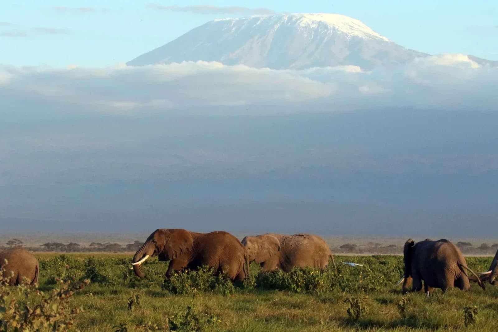 Amboseli National Park, Kenya