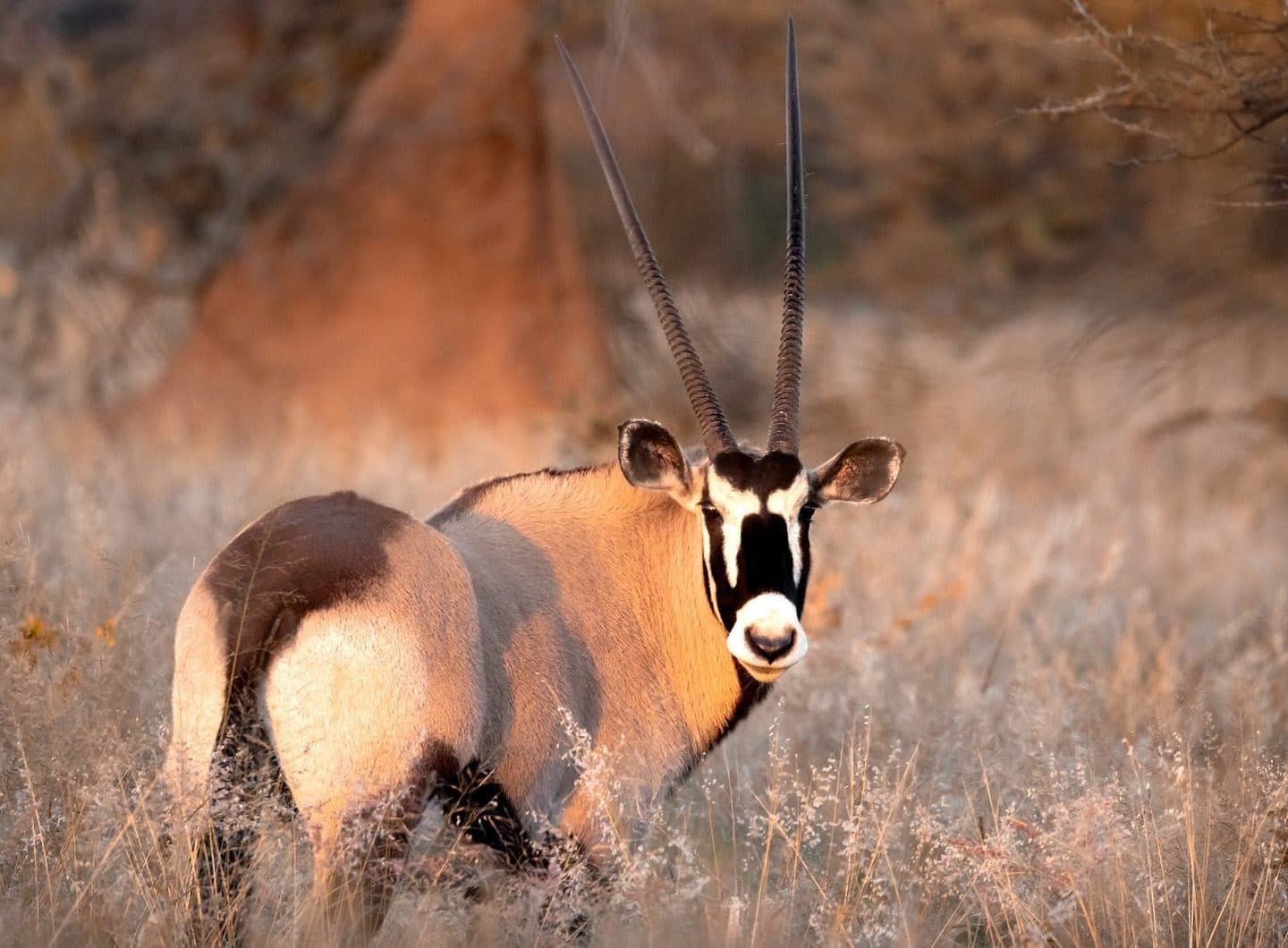 3-Day Samburu Untamed Beauty & Rare Wildlife Luxury Safari Tour